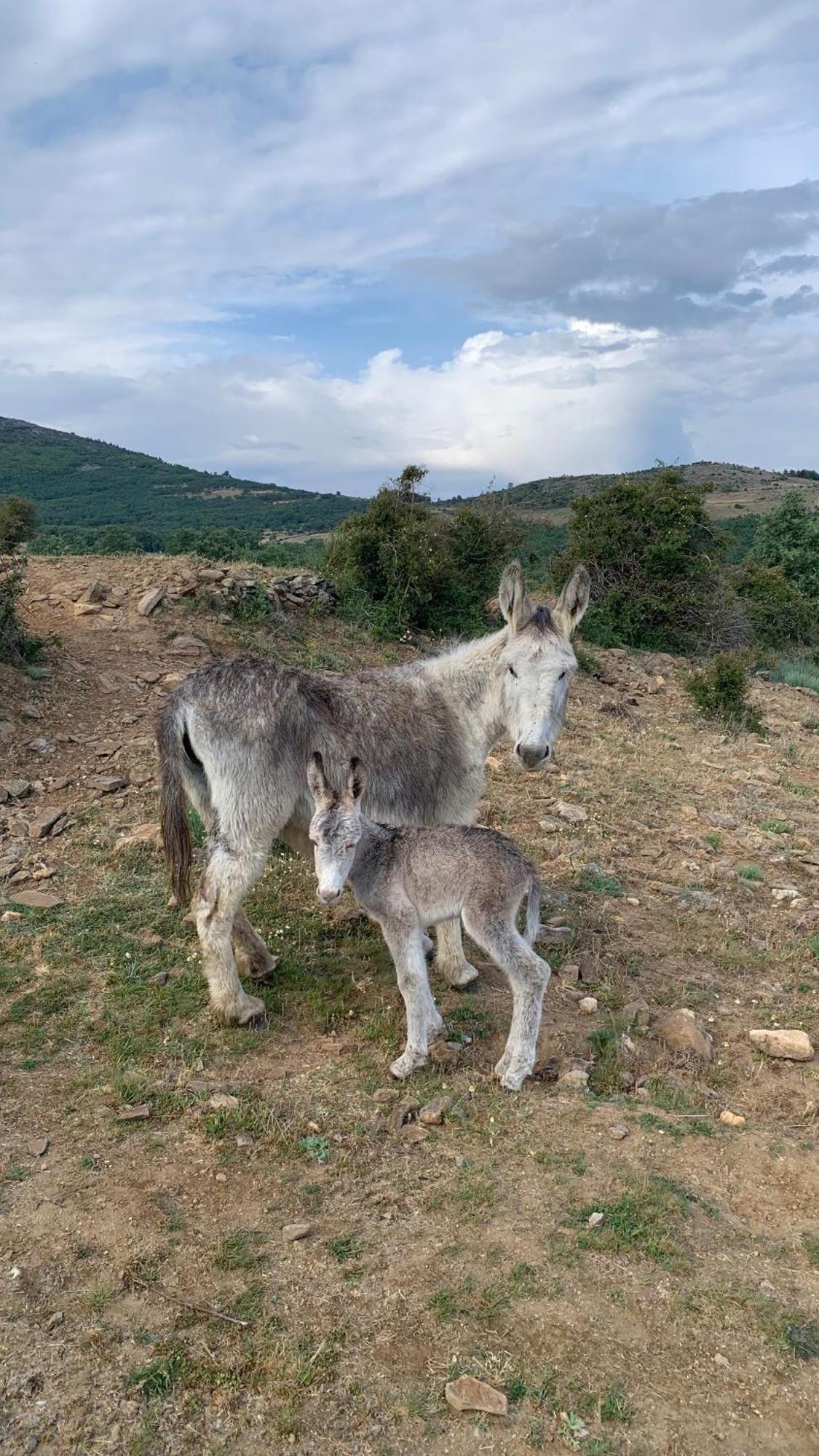 Al Viento, Alojamiento & Turismo Rural Pradena Del Rincon المظهر الخارجي الصورة